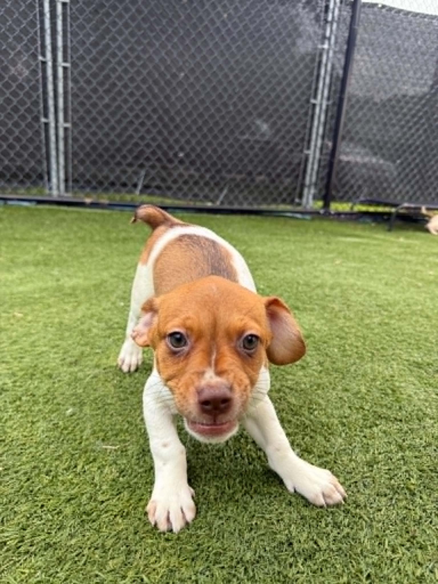 Okra, adopted, Puppy Female Beagle.