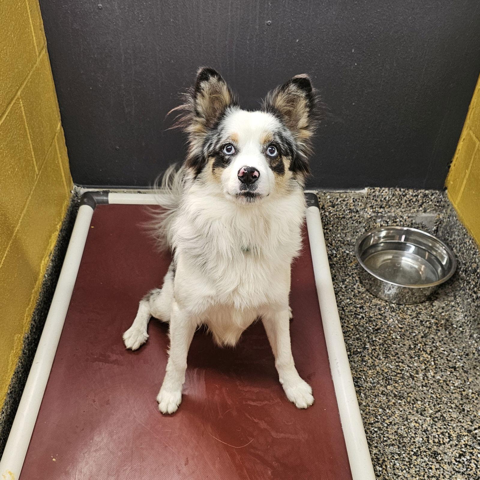 Snowman, Adoptable, Young Male Chihuahua.