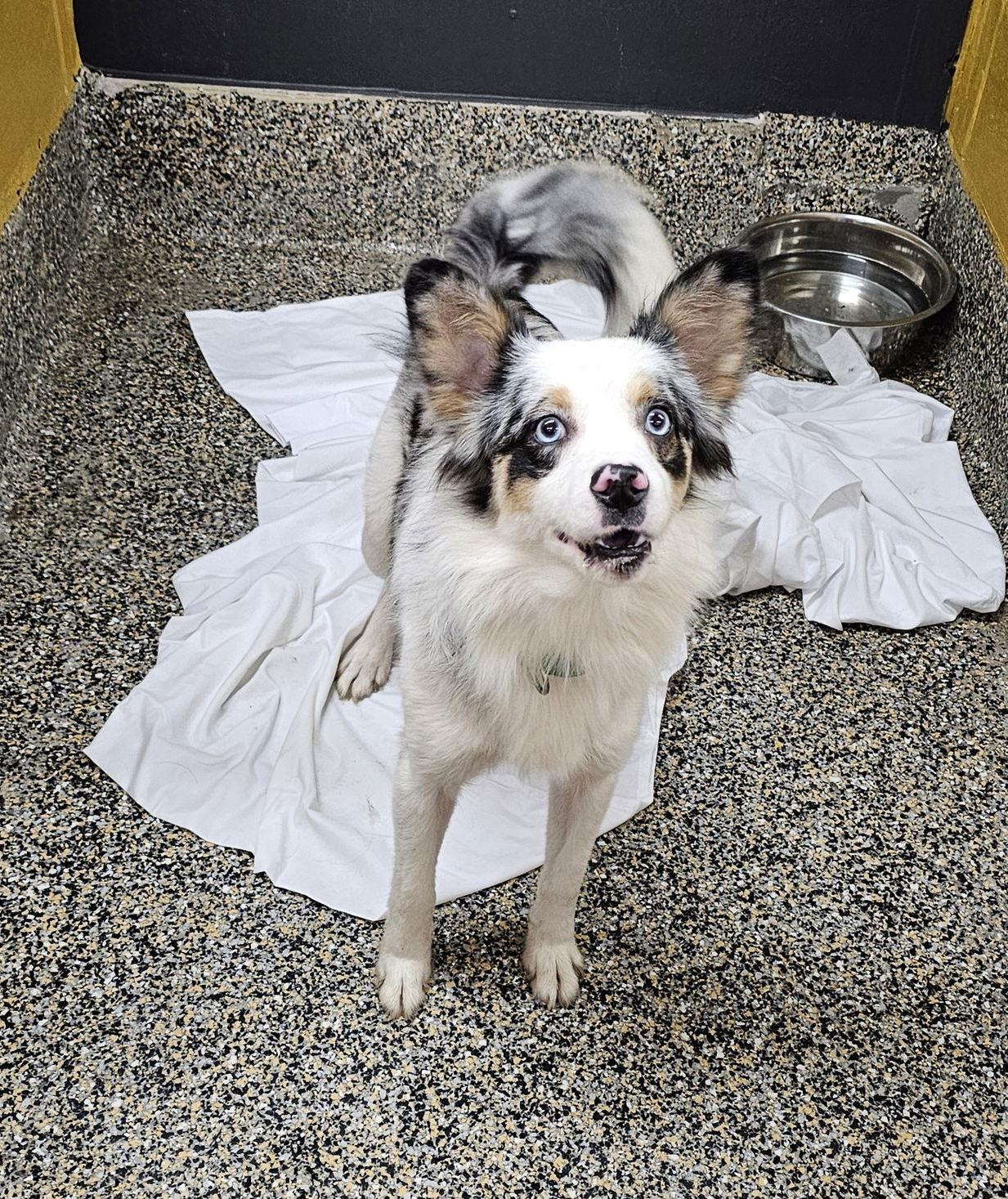 Snowman, a Adoptable Chihuahua in Metairie, LA image 2/2