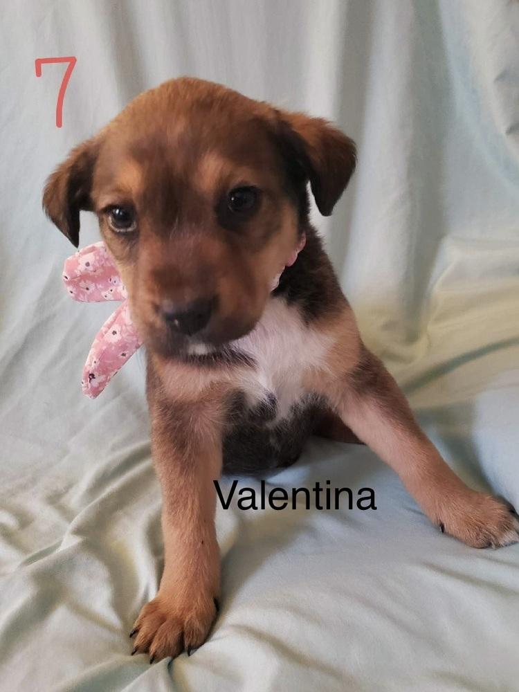 Enlarge Valentina, a Adoptable mixed breed in Irwin, PA image 1/1
