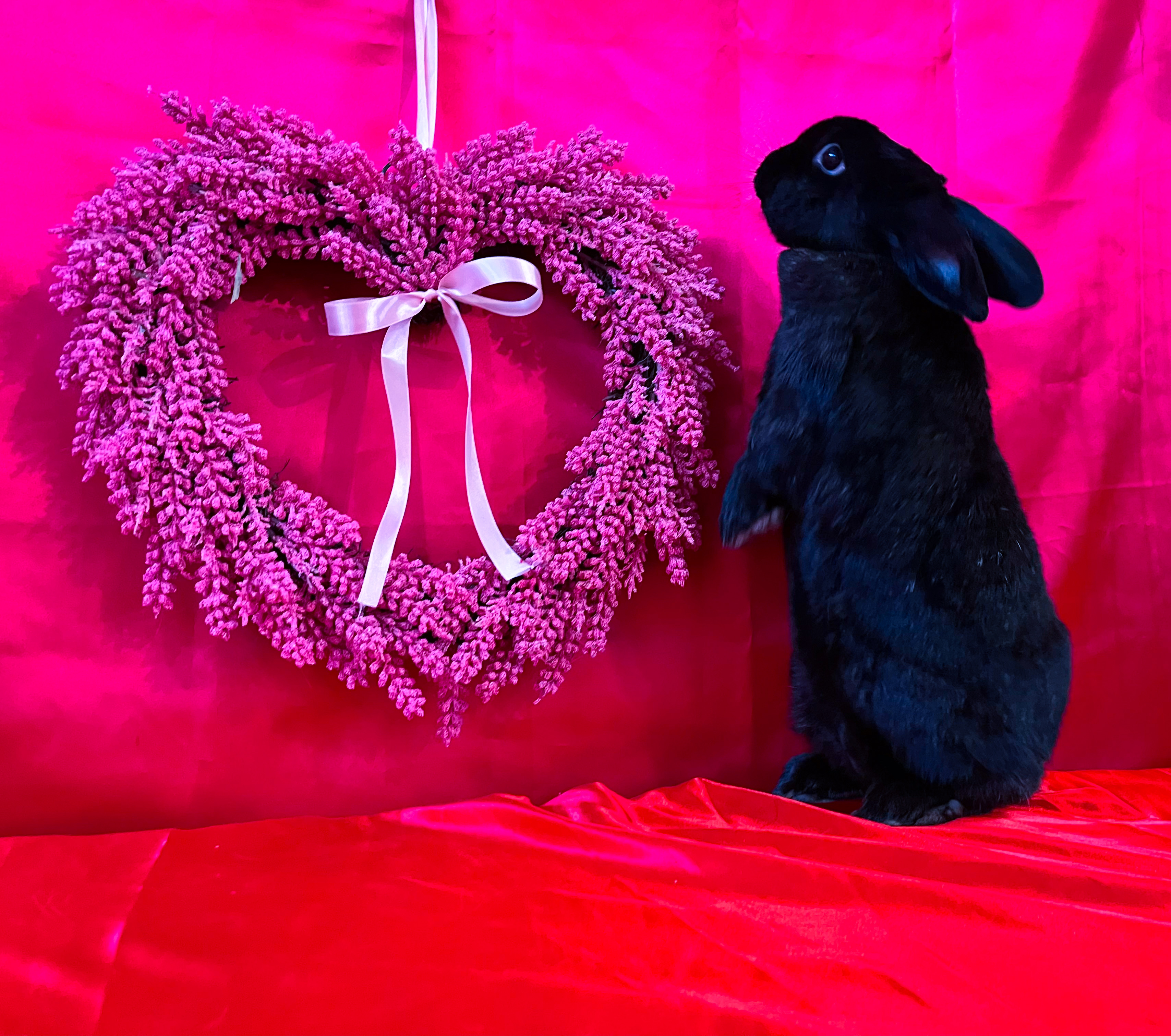 Blackberry, Adoptable, Adult Female American & Silver.