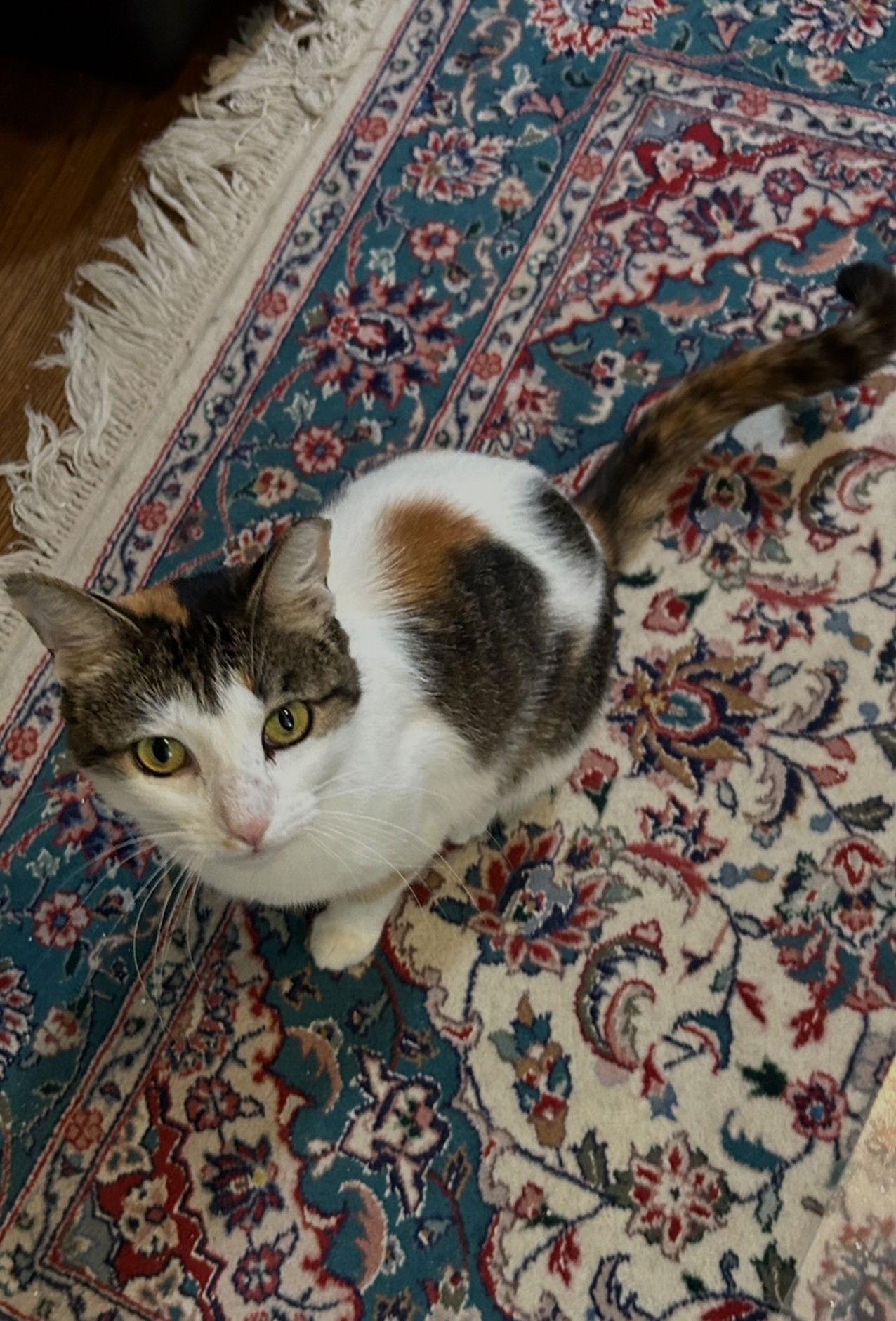 Dinah is a Doll! Adopt ASAP! Stunning!, a Adoptable mixed breed image 1/3