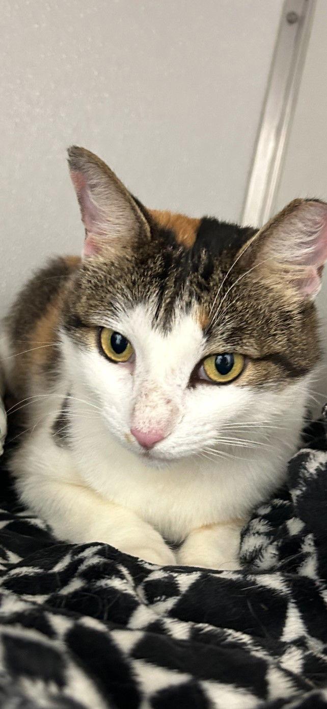 Enlarge Dinah is a Doll! Adopt ASAP! Stunning!, a Adoptable mixed breed in Atlanta, GA image 2/3