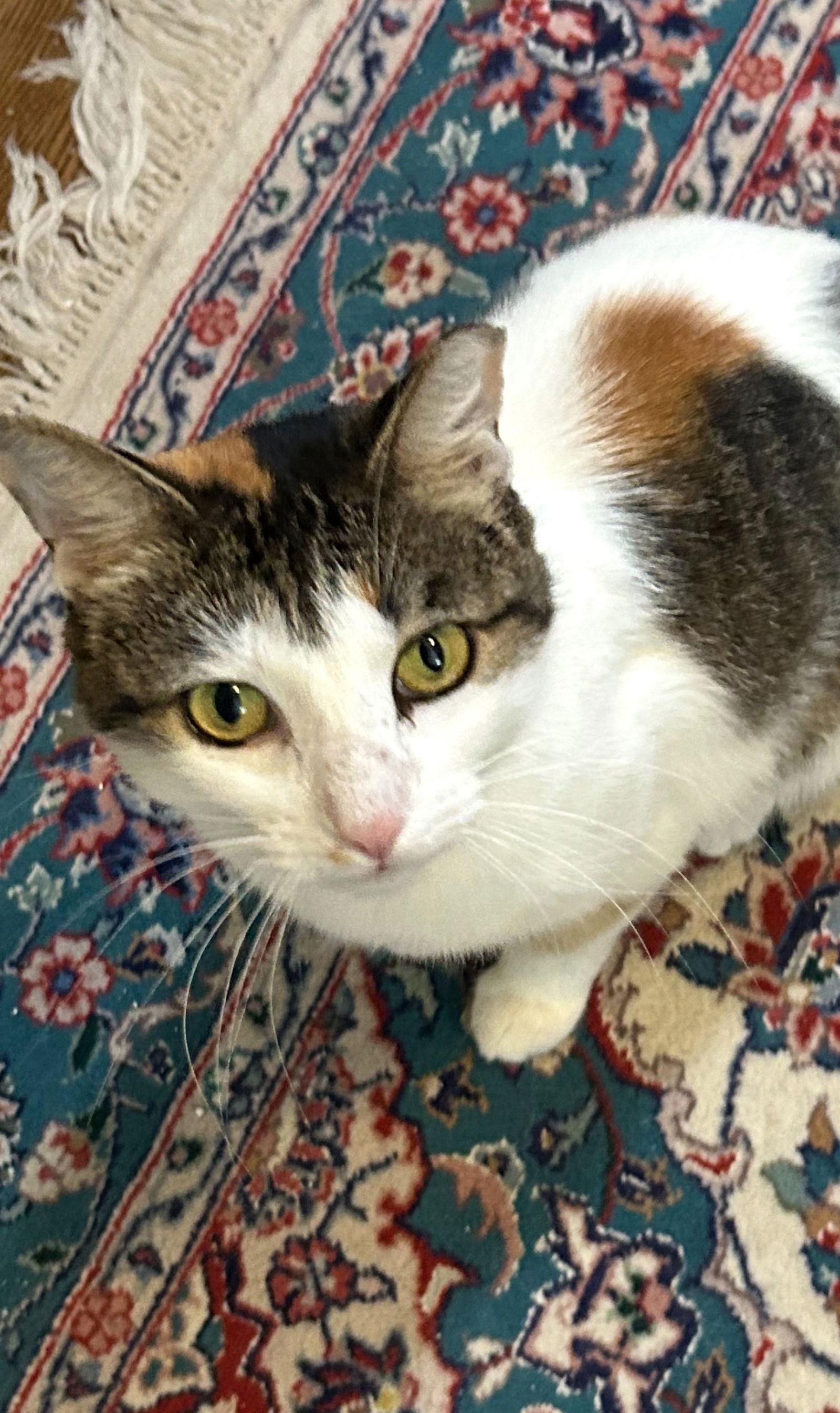 Dinah is a Doll! Adopt ASAP! Stunning!, a Adoptable mixed breed image 2/3