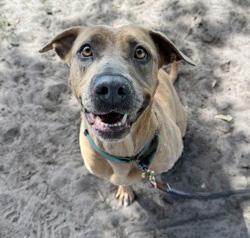 Enlarge CHER, a Adoptable Mixed Breed in Fernandina Beach, FL image 1/4