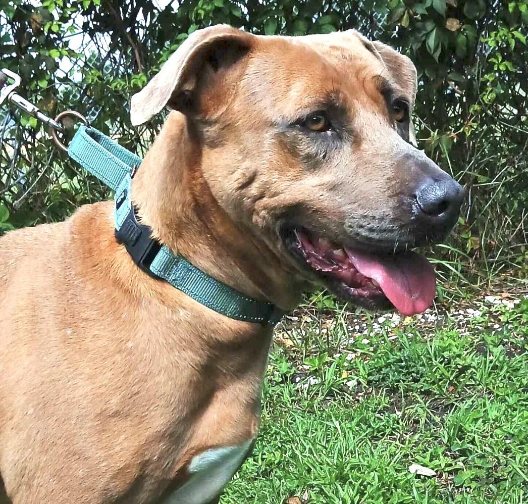 Enlarge CHER, a Adoptable Mixed Breed in Fernandina Beach, FL image 3/4