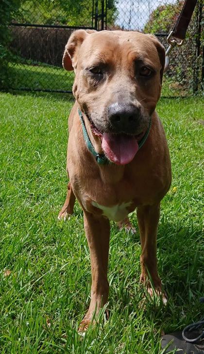 Enlarge CHER, a Adoptable Mixed Breed in Fernandina Beach, FL image 4/4