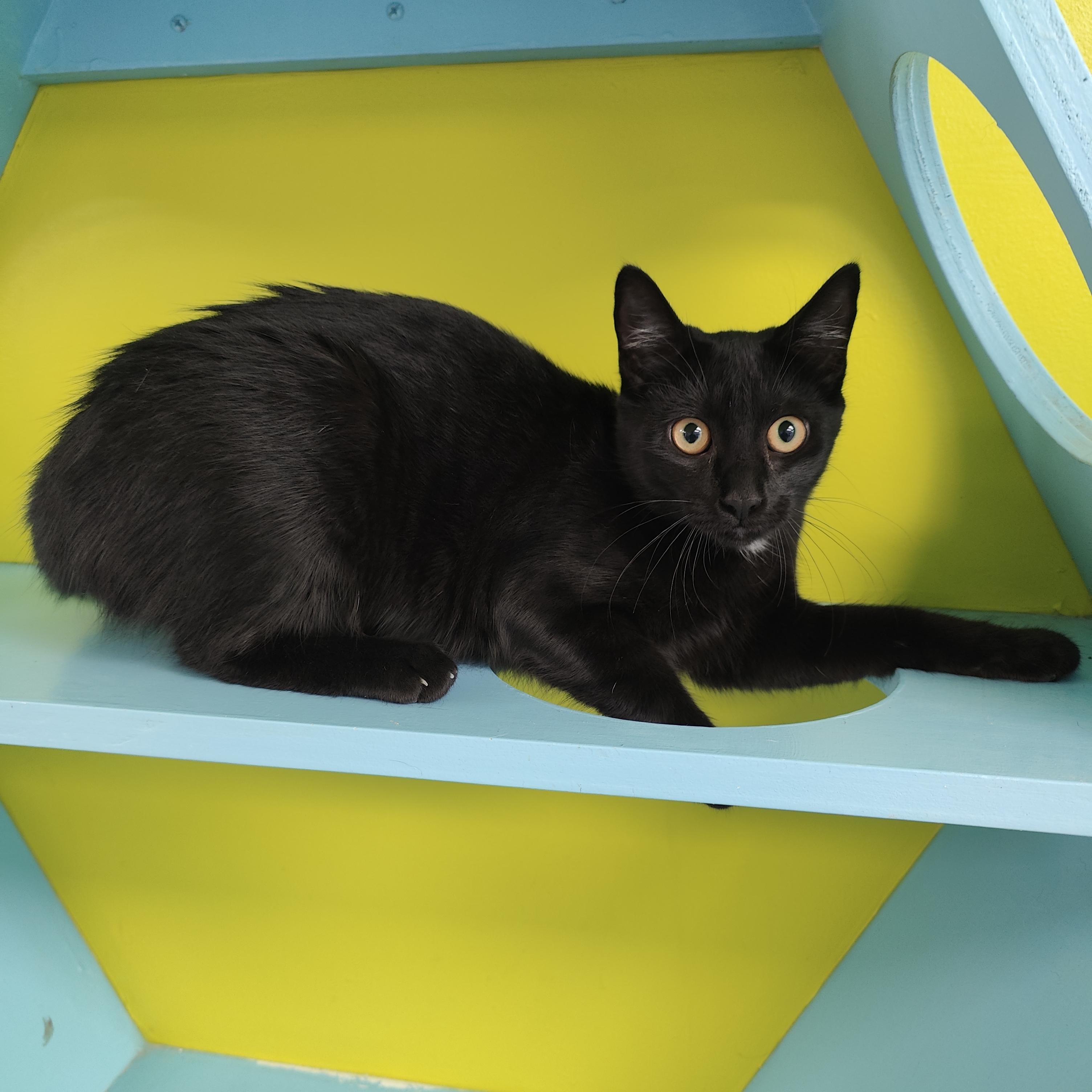 Pumba, Adopted, Young Female Domestic Short Hair.