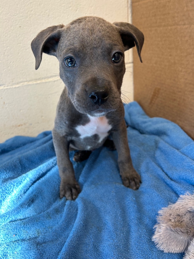Luke, Adopted, Puppy Male Mixed Breed.