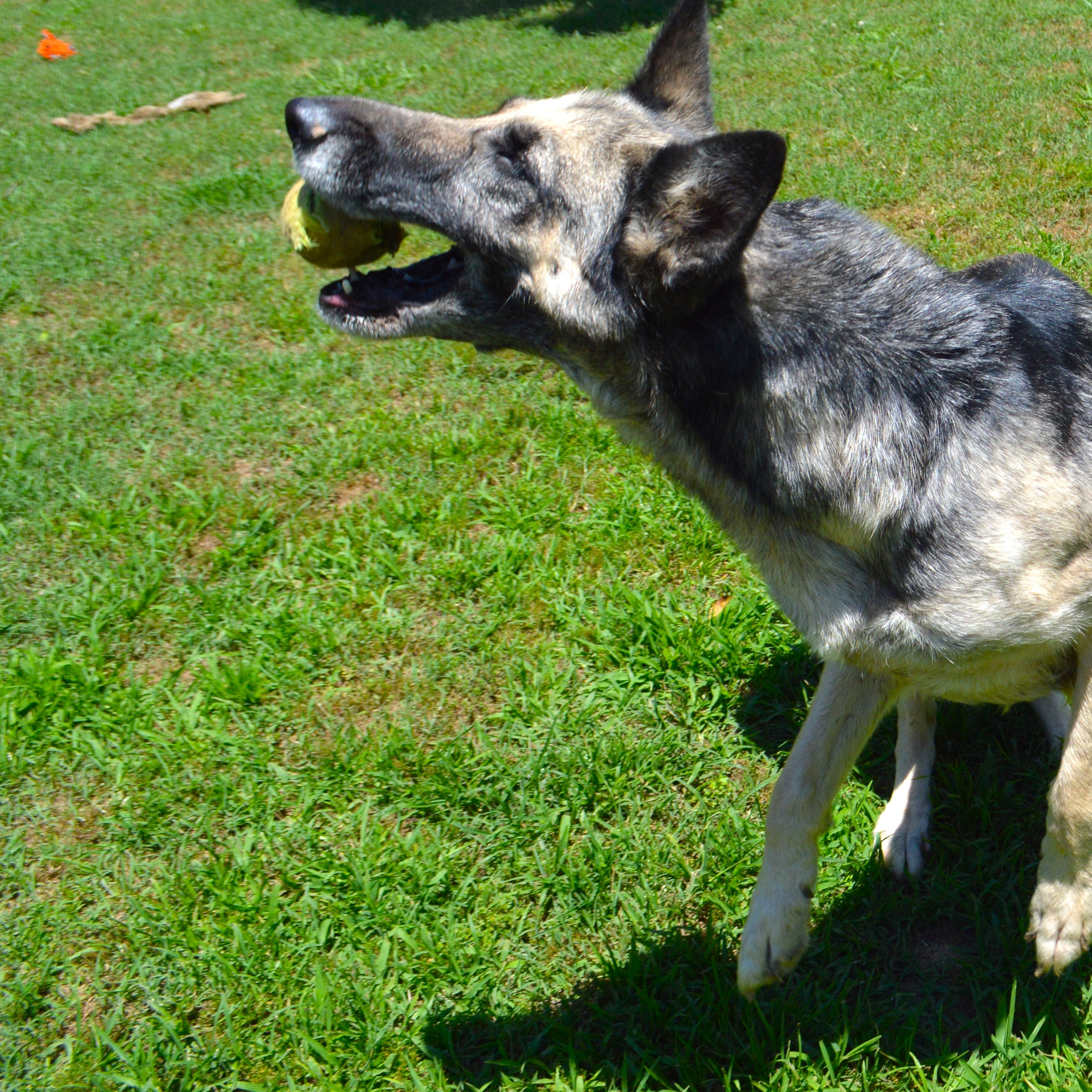 Bella, a Adoptable German Shepherd Dog in Athens, AL image 2/4