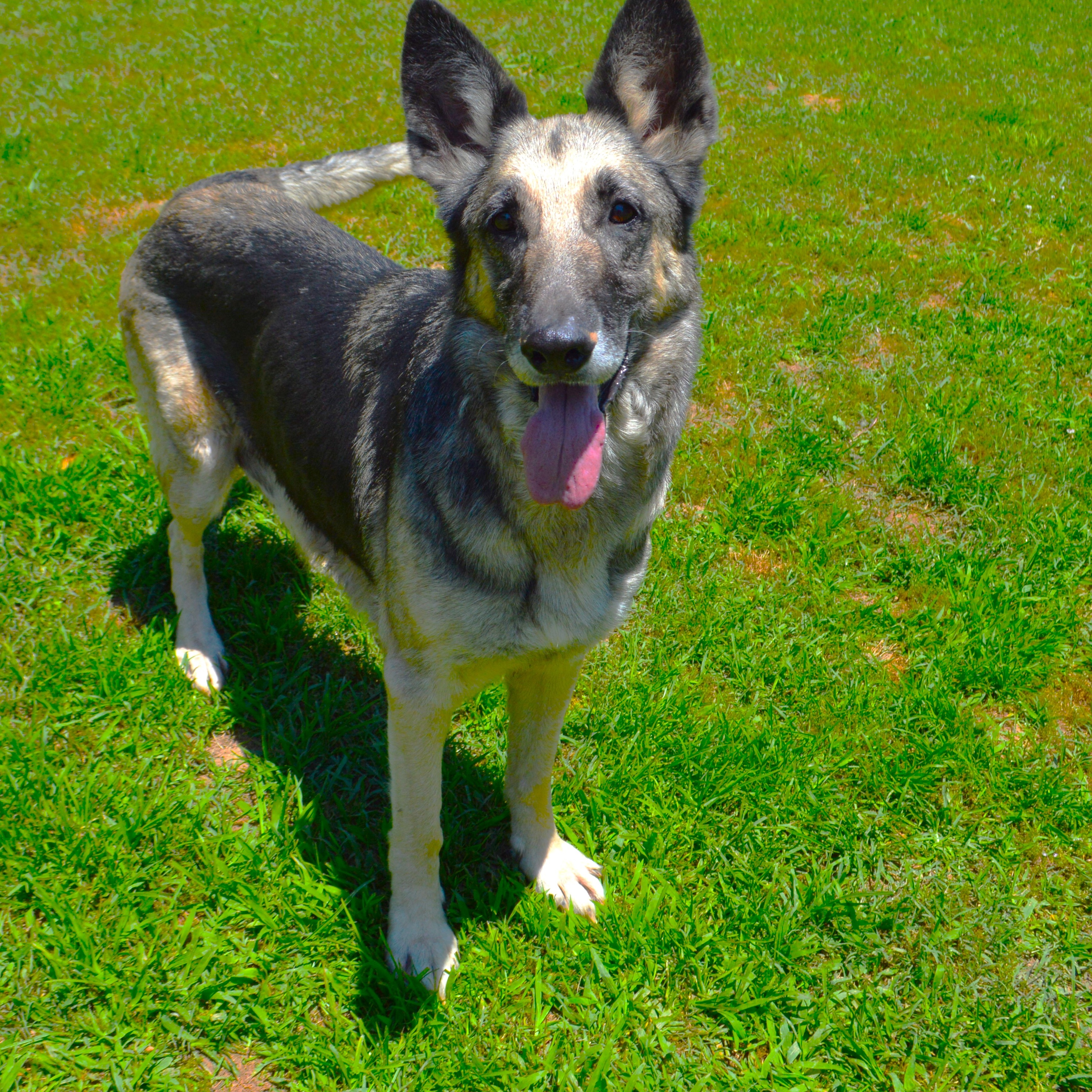 Bella, a Adoptable German Shepherd Dog in Athens, AL image 4/4