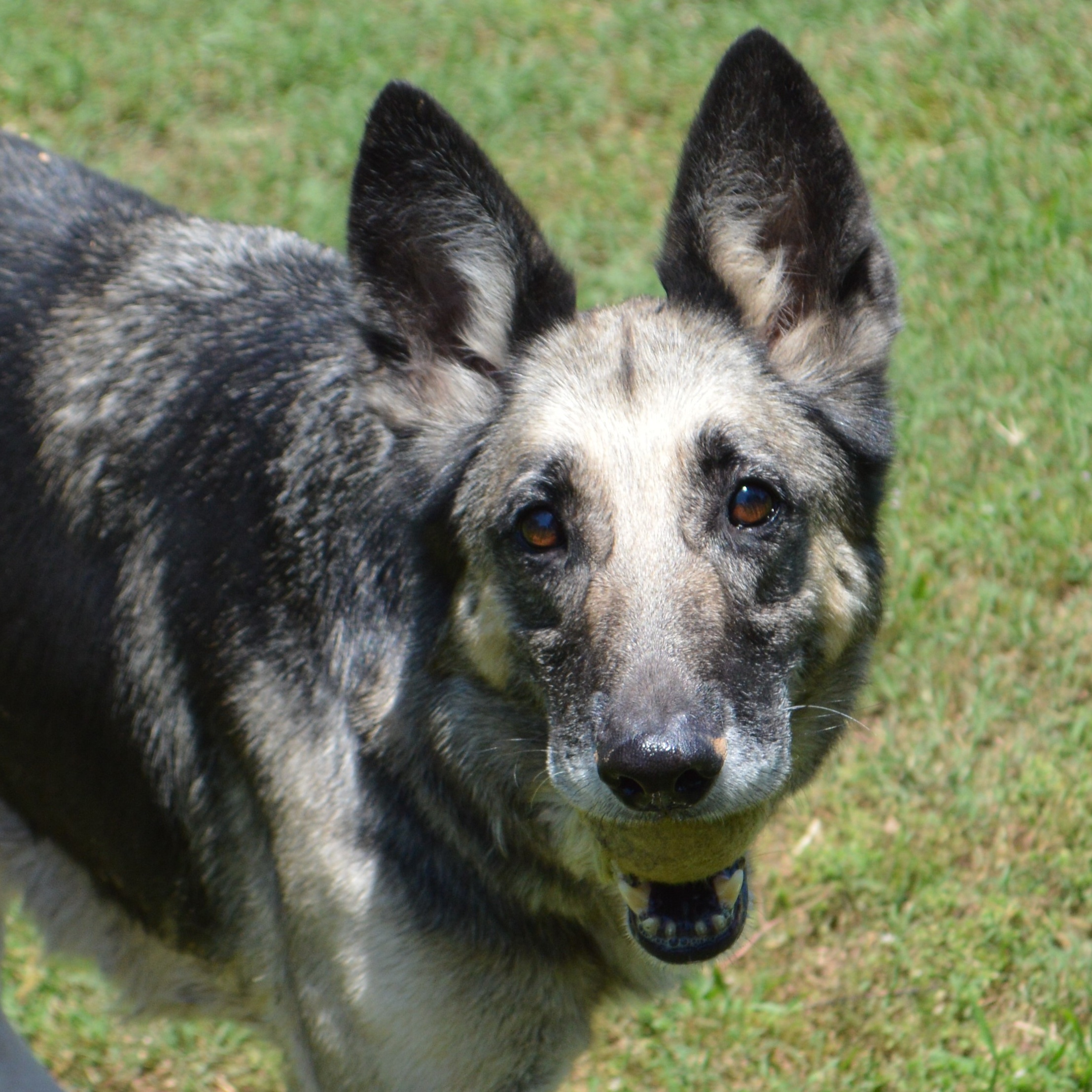 Bella, a Adoptable German Shepherd Dog in Athens, AL image 1/4