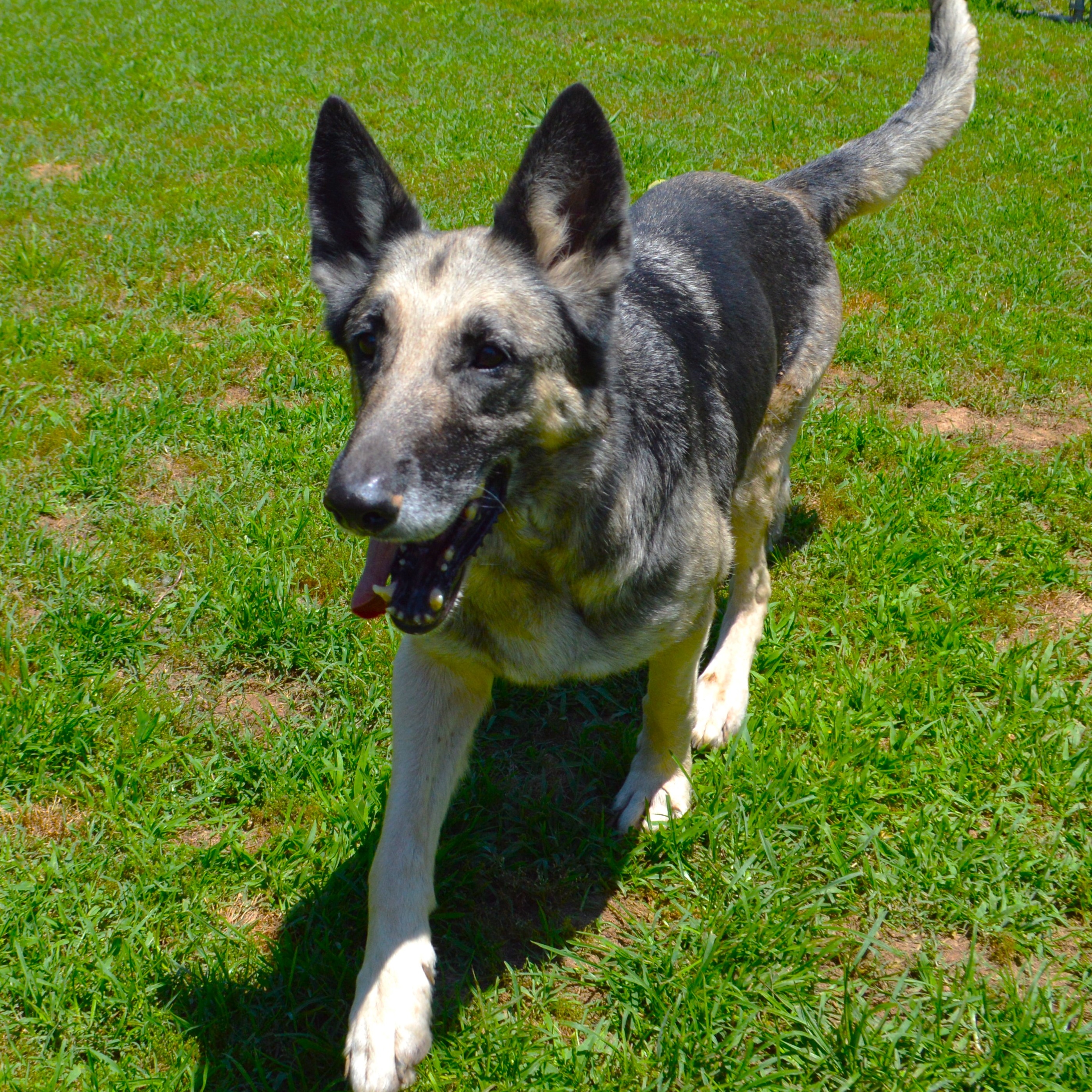 Bella, a Adoptable German Shepherd Dog in Athens, AL image 3/4