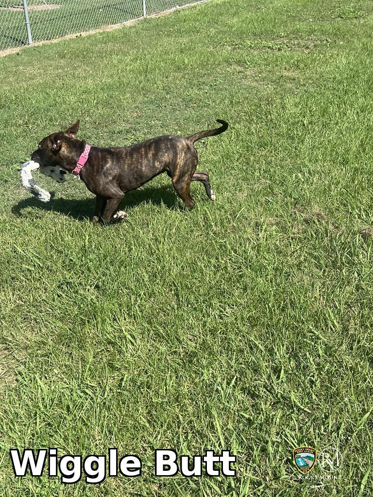 Wiggle Butt, Adoptable, Young Female Pit Bull Terrier.