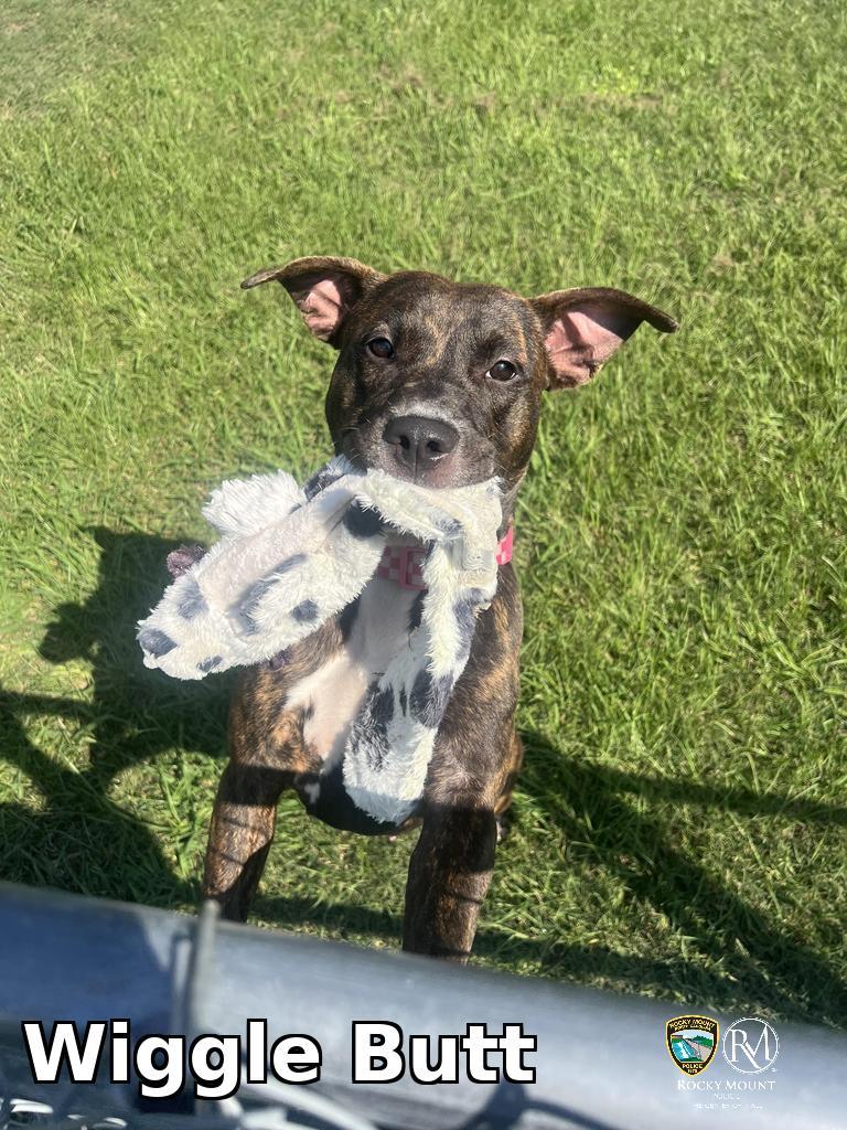 Enlarge Wiggle Butt, a Adoptable mixed breed in Rocky Mount, NC image 2/2
