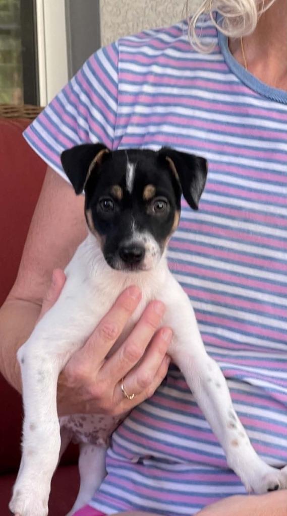 Enlarge Jasper, a Adoptable mixed breed in Orlando, FL image 1/6