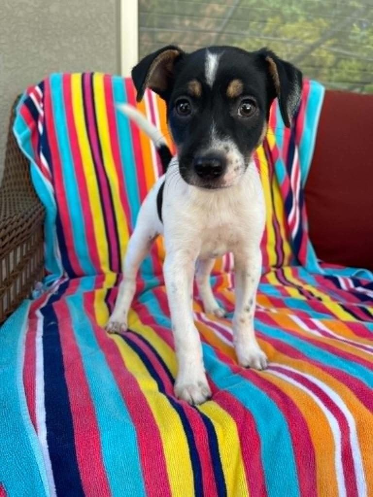Enlarge Jasper, a Adoptable mixed breed in Orlando, FL image 2/6
