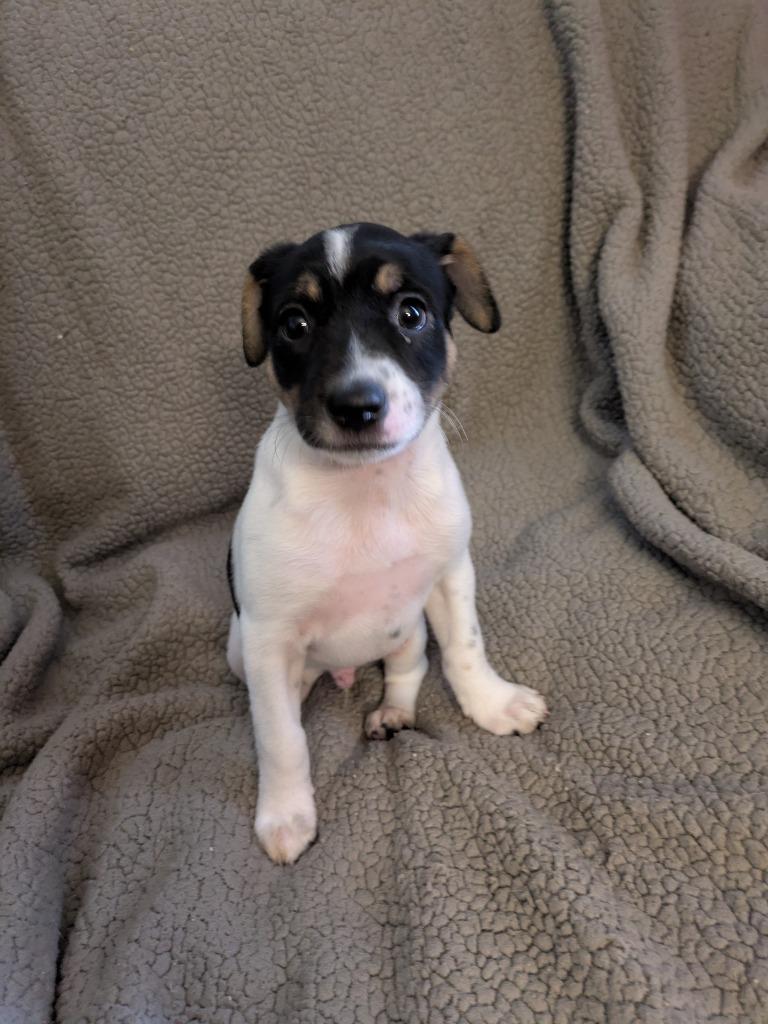 Enlarge Jasper, a Adoptable mixed breed in Orlando, FL image 3/6