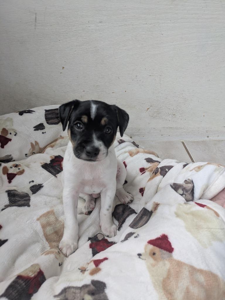 Enlarge Jasper, a Adoptable mixed breed in Orlando, FL image 4/6