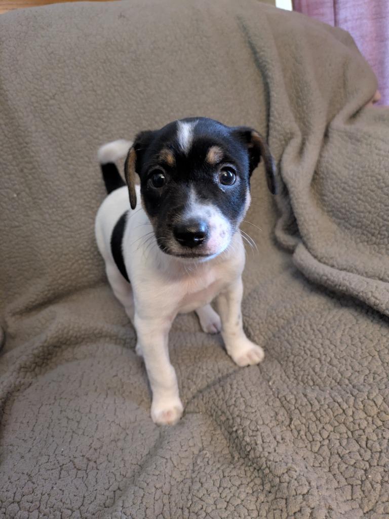 Enlarge Jasper, a Adoptable mixed breed in Orlando, FL image 5/6