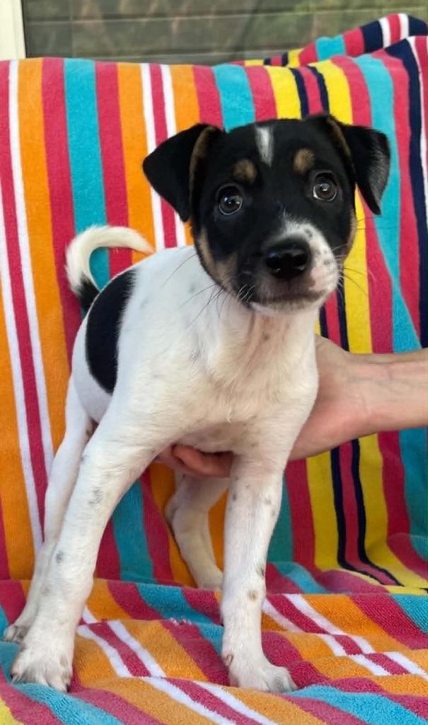 Enlarge Jasper, a Adoptable mixed breed in Orlando, FL image 6/6