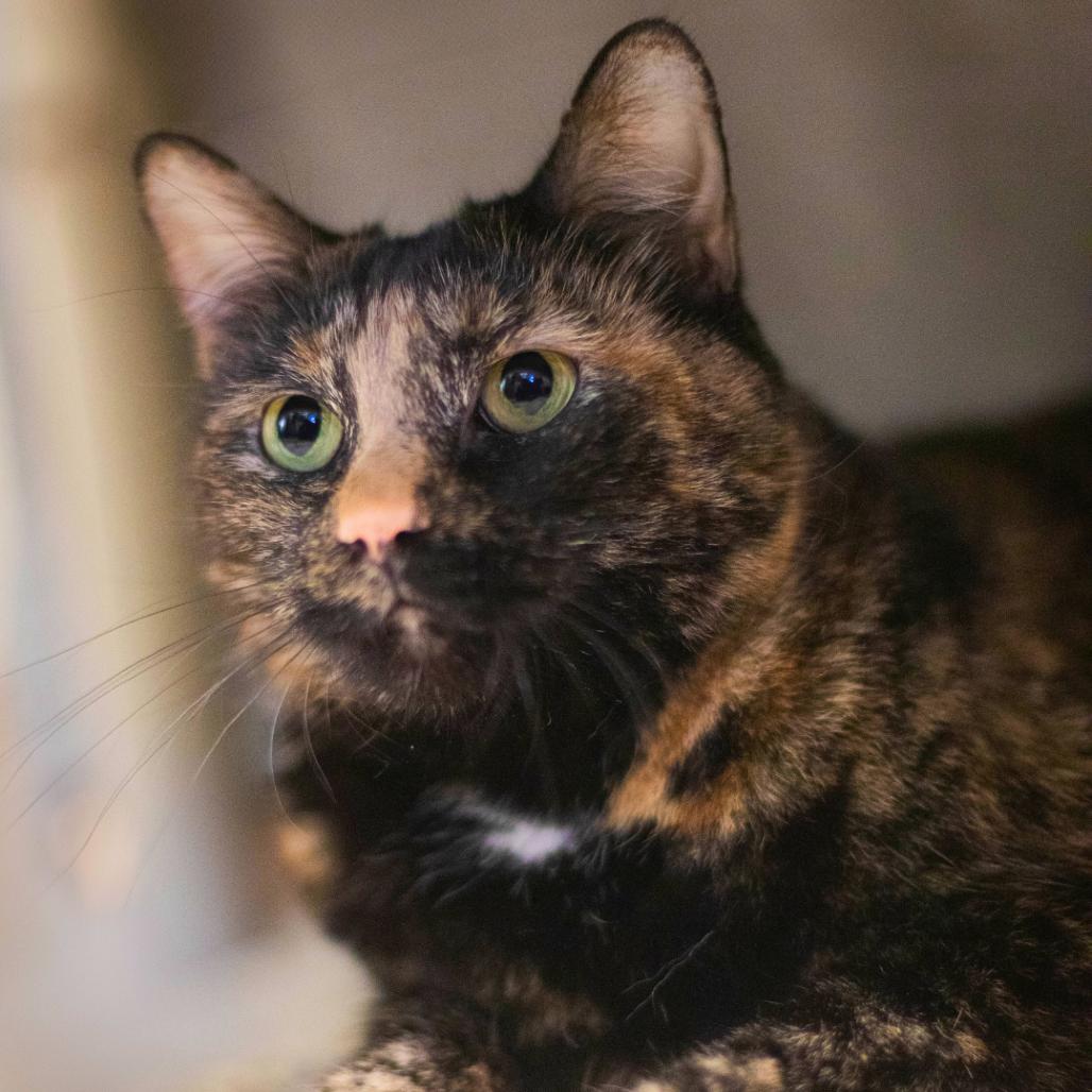 Enlarge Sissy - Available from Foster, a Adoptable Domestic Short Hair in South Burlington, VT image 1/6