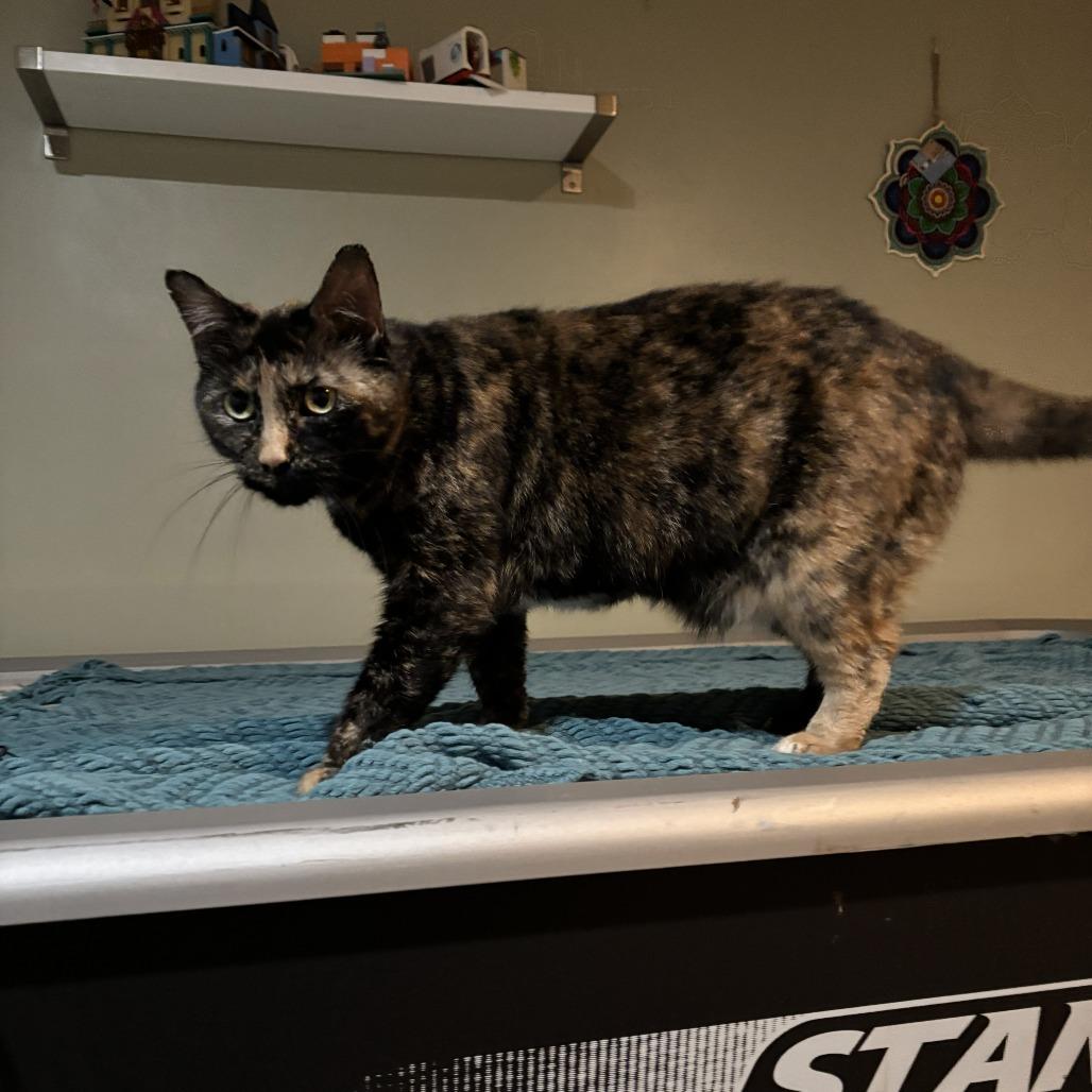 Enlarge Sissy - Available from Foster, a Adoptable Domestic Short Hair in South Burlington, VT image 3/6