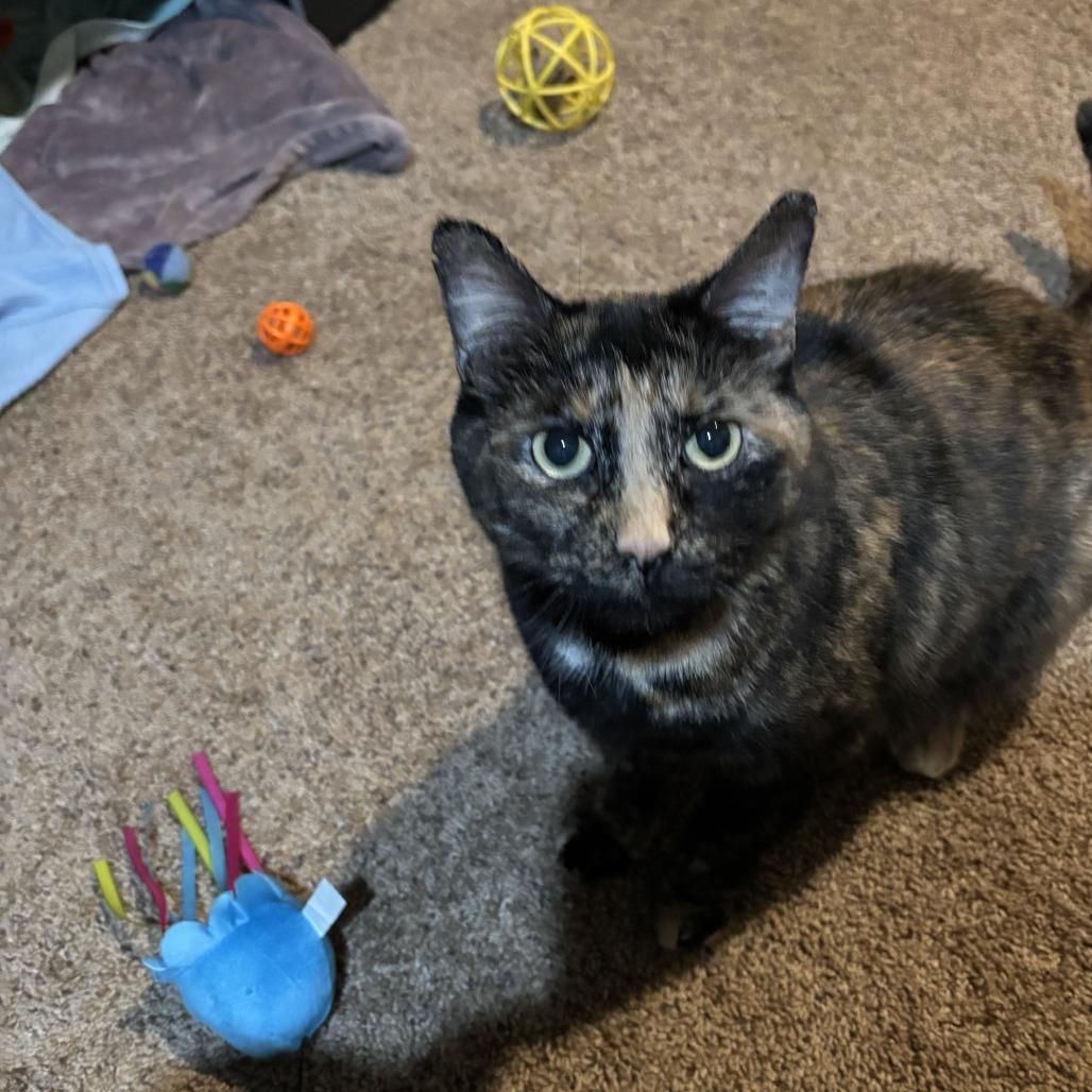 Enlarge Sissy - Available from Foster, a Adoptable Domestic Short Hair in South Burlington, VT image 4/6