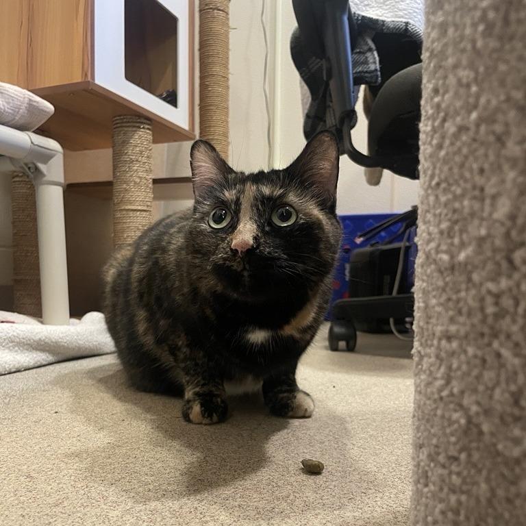 Enlarge Sissy - Available from Foster, a Adoptable Domestic Short Hair in South Burlington, VT image 5/6