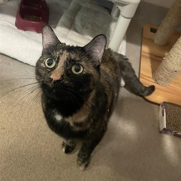 Enlarge Sissy - Available from Foster, a Adoptable Domestic Short Hair in South Burlington, VT image 6/6