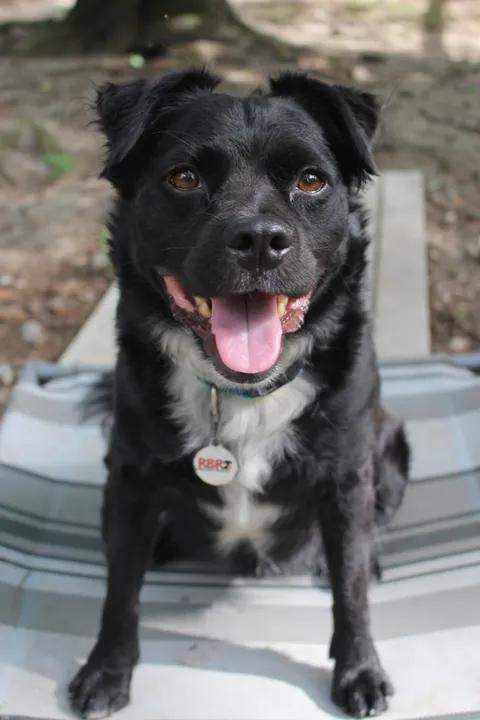 Enlarge Elvis - AVAILABLE TO FOSTER OR ADOPT, a Adoptable mixed breed in Clayton, NC image 1/6