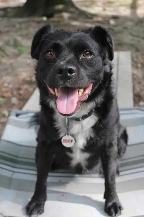 Enlarge Elvis - AVAILABLE TO FOSTER OR ADOPT, a Adoptable mixed breed in Clayton, NC image 6/6