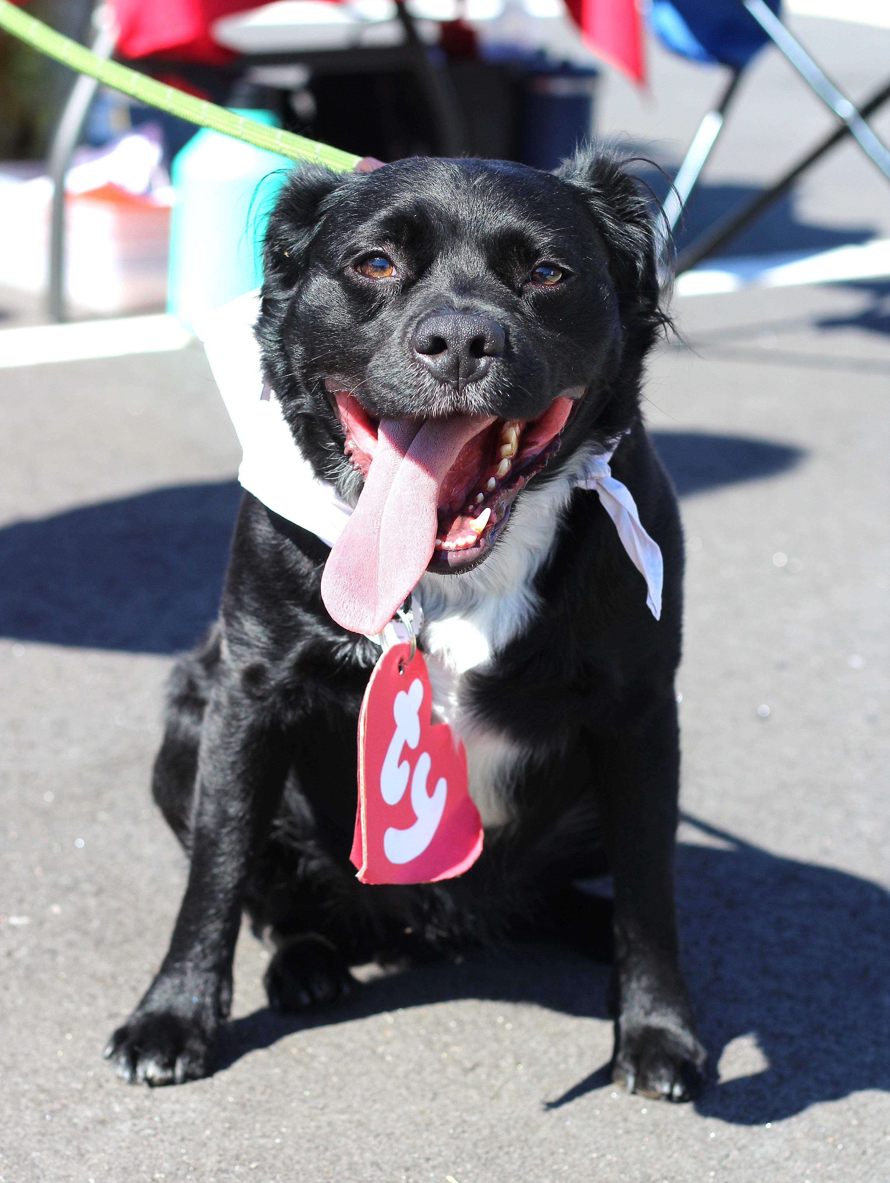 Elvis, a Adoptable mixed breed in Clayton, NC image 1/6