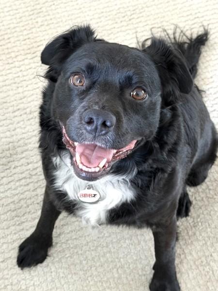 Elvis - IN FOSTER HOME - AVAILABLE TO ADOPT, a Adoptable mixed breed in Clayton, NC image 1/6