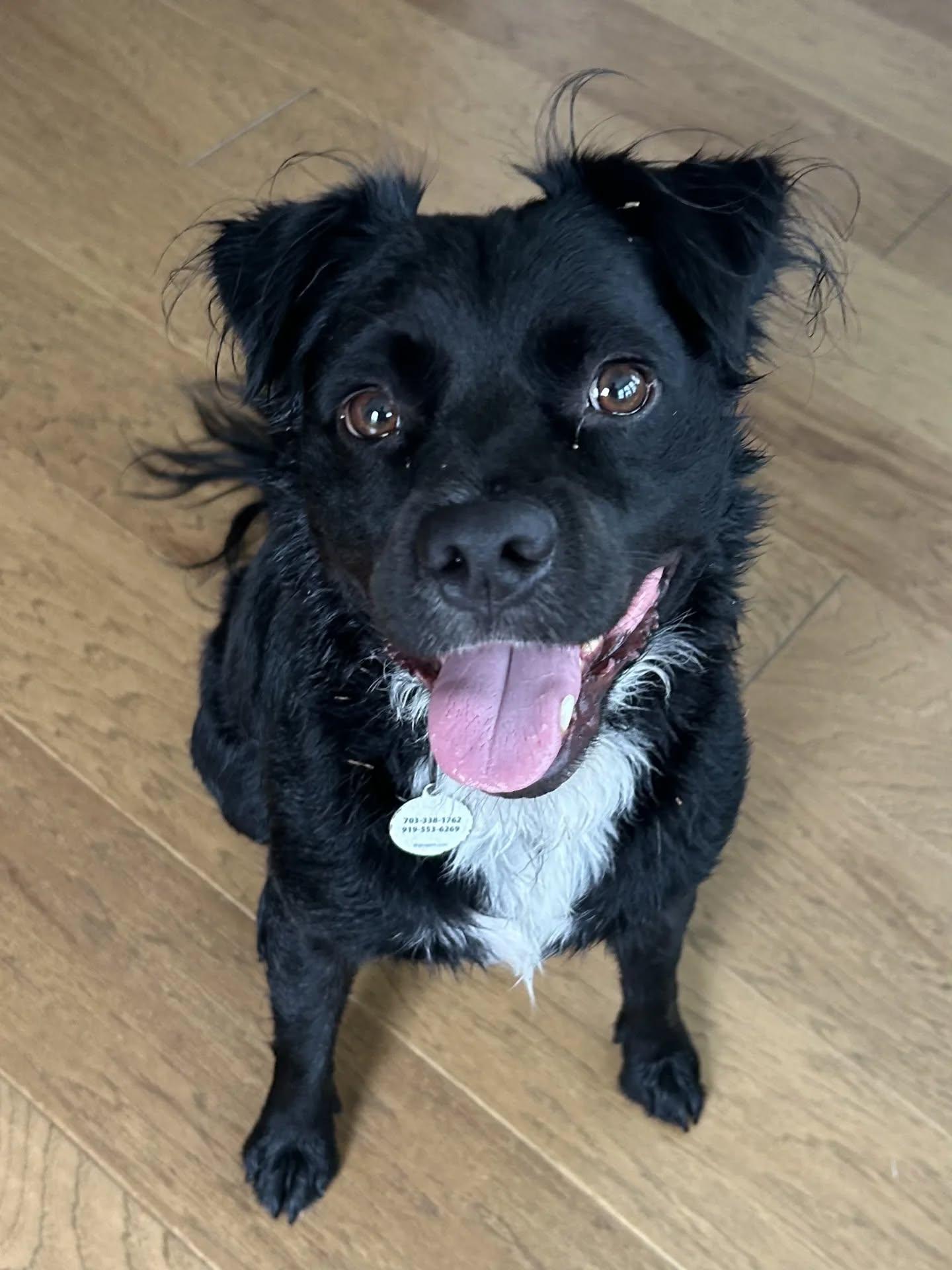 Elvis, a Adoptable mixed breed in Clayton, NC image 2/6