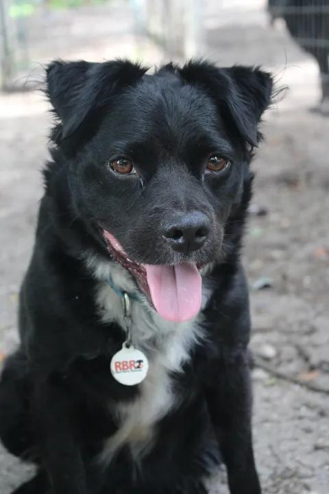Enlarge Elvis - AVAILABLE TO FOSTER OR ADOPT, a Adoptable mixed breed in Clayton, NC image 5/6