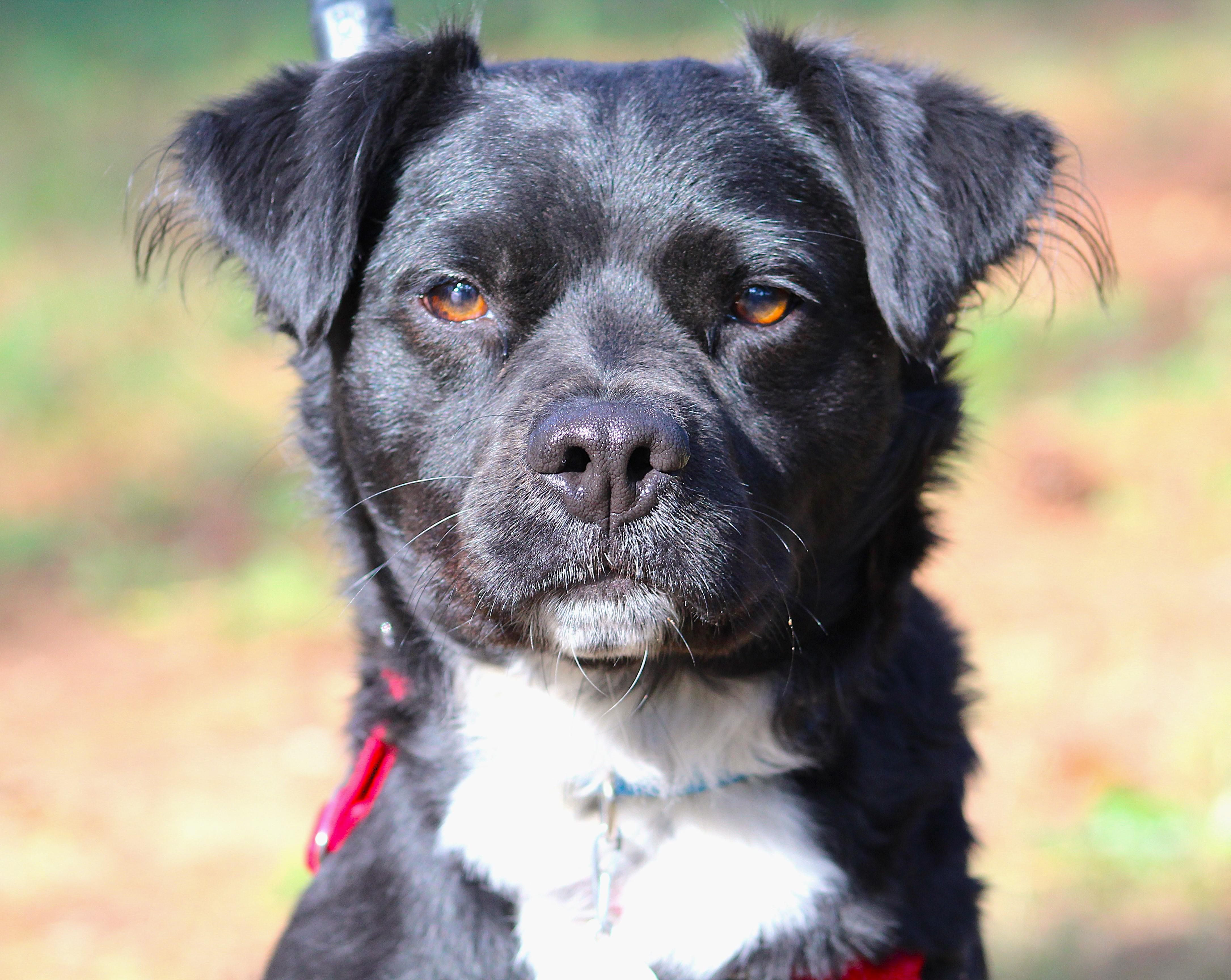 Elvis, a Adoptable mixed breed in Clayton, NC image 5/6