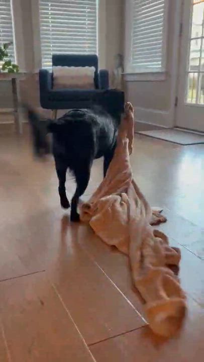 Enlarge Elvis - IN FOSTER HOME - AVAILABLE TO ADOPT, a Adoptable mixed breed in Clayton, NC video 3/6