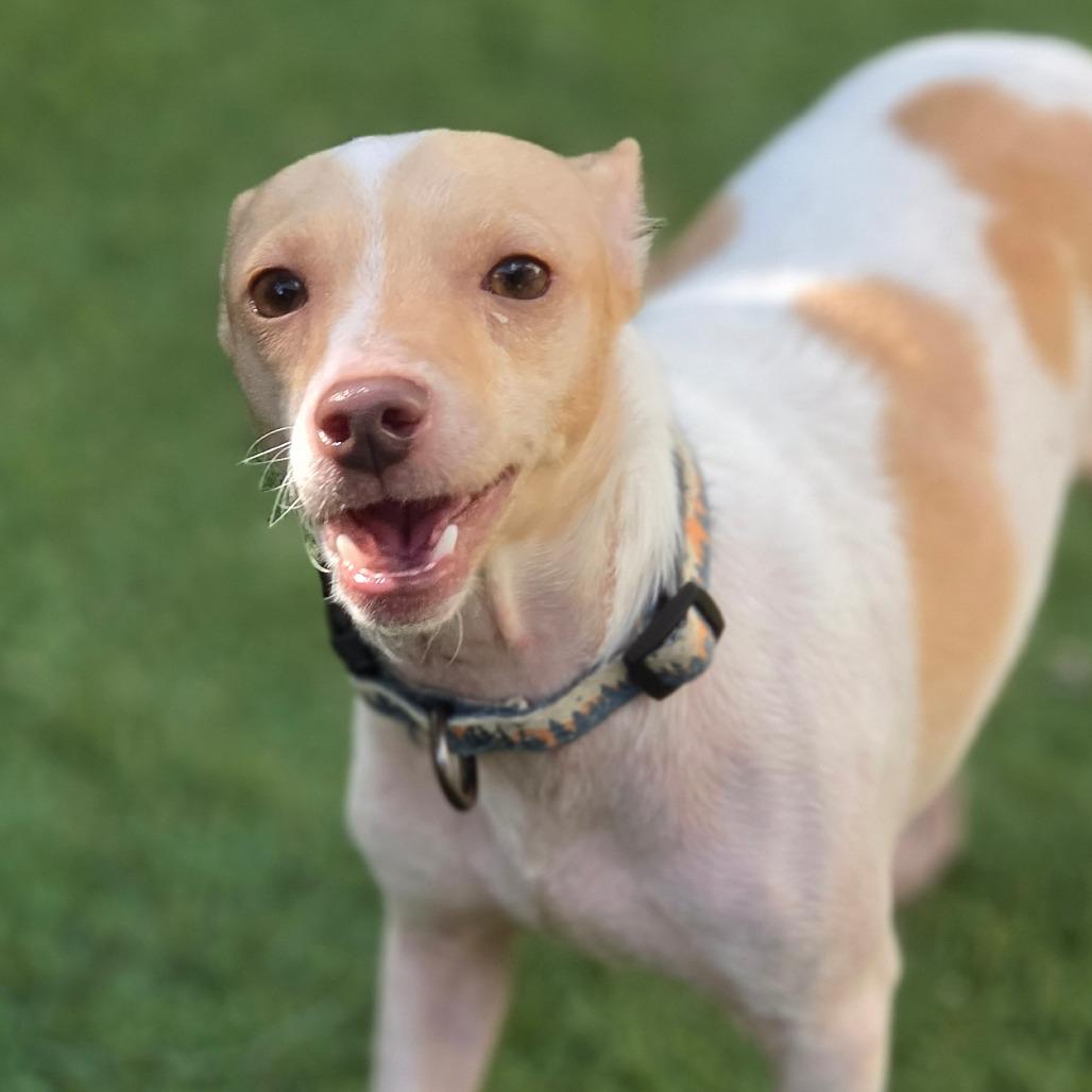 Enlarge Peaches & Cream ATG, an adopted mixed breed in Von Ormy, TX image 1/6