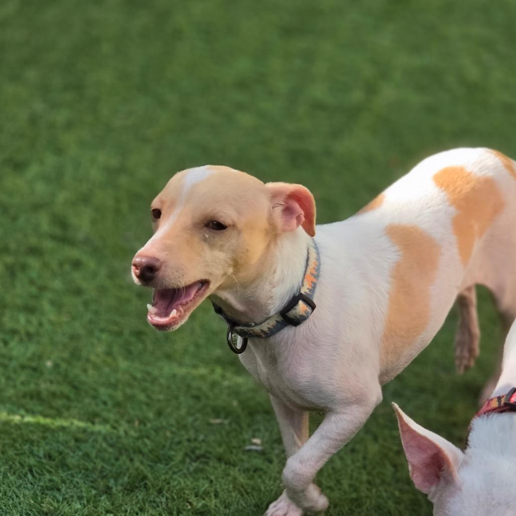 Enlarge Peaches & Cream ATG, an adopted mixed breed in Von Ormy, TX image 2/6