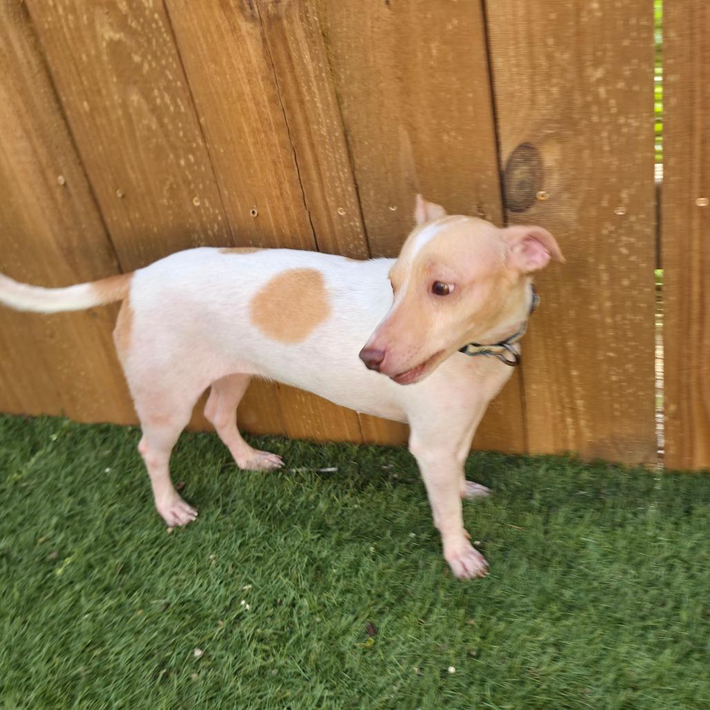 Enlarge Peaches & Cream ATG, an adopted mixed breed in Von Ormy, TX image 5/6