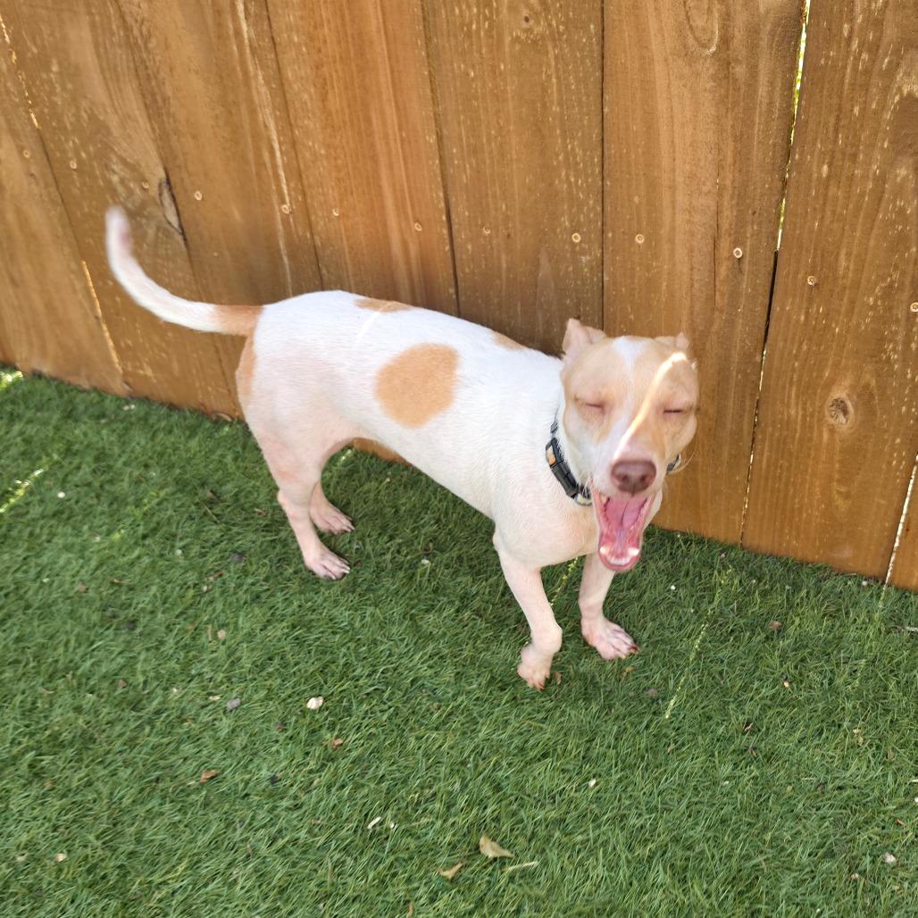 Enlarge Peaches & Cream ATG, an adopted mixed breed in Von Ormy, TX image 4/6