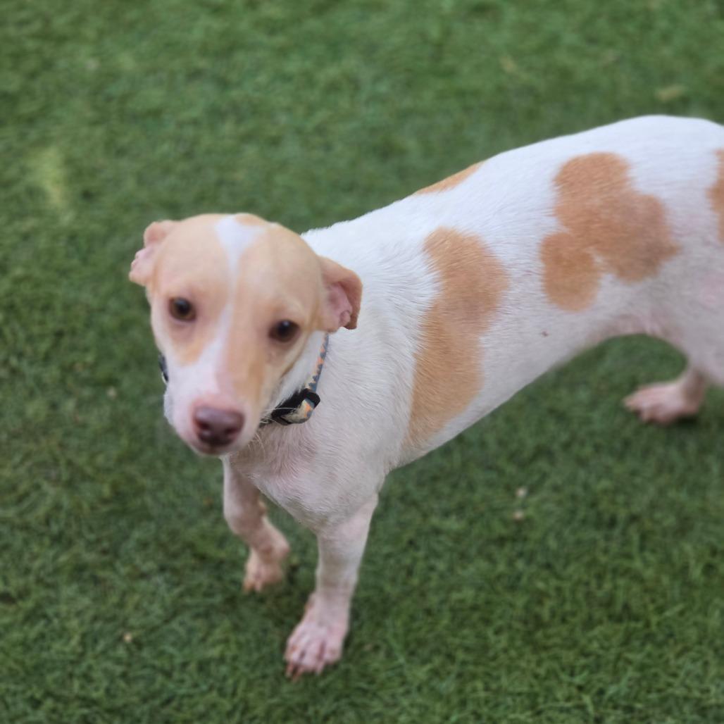 Enlarge Peaches & Cream ATG, an adopted mixed breed in Von Ormy, TX image 6/6