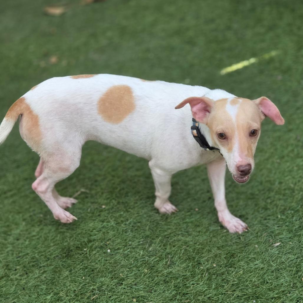 Enlarge Peaches & Cream ATG, an adopted mixed breed in Von Ormy, TX image 3/6