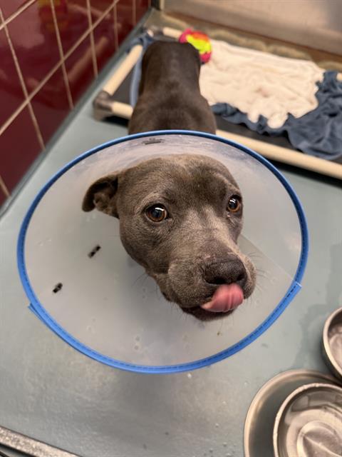 Enlarge MINNIE, a Adoptable mixed breed in Houston, TX image 1/1