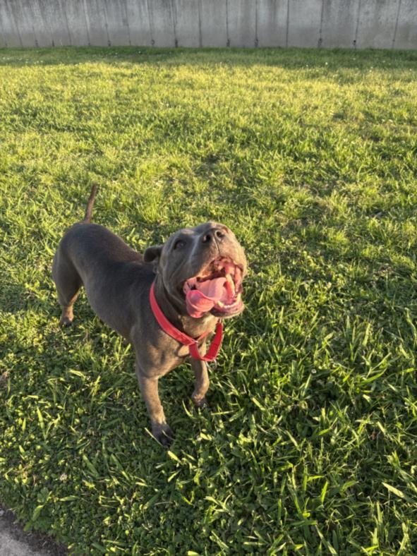 MINNIE, Adoptable, Adult Female Staffordshire Bull Terrier & Mixed Breed.