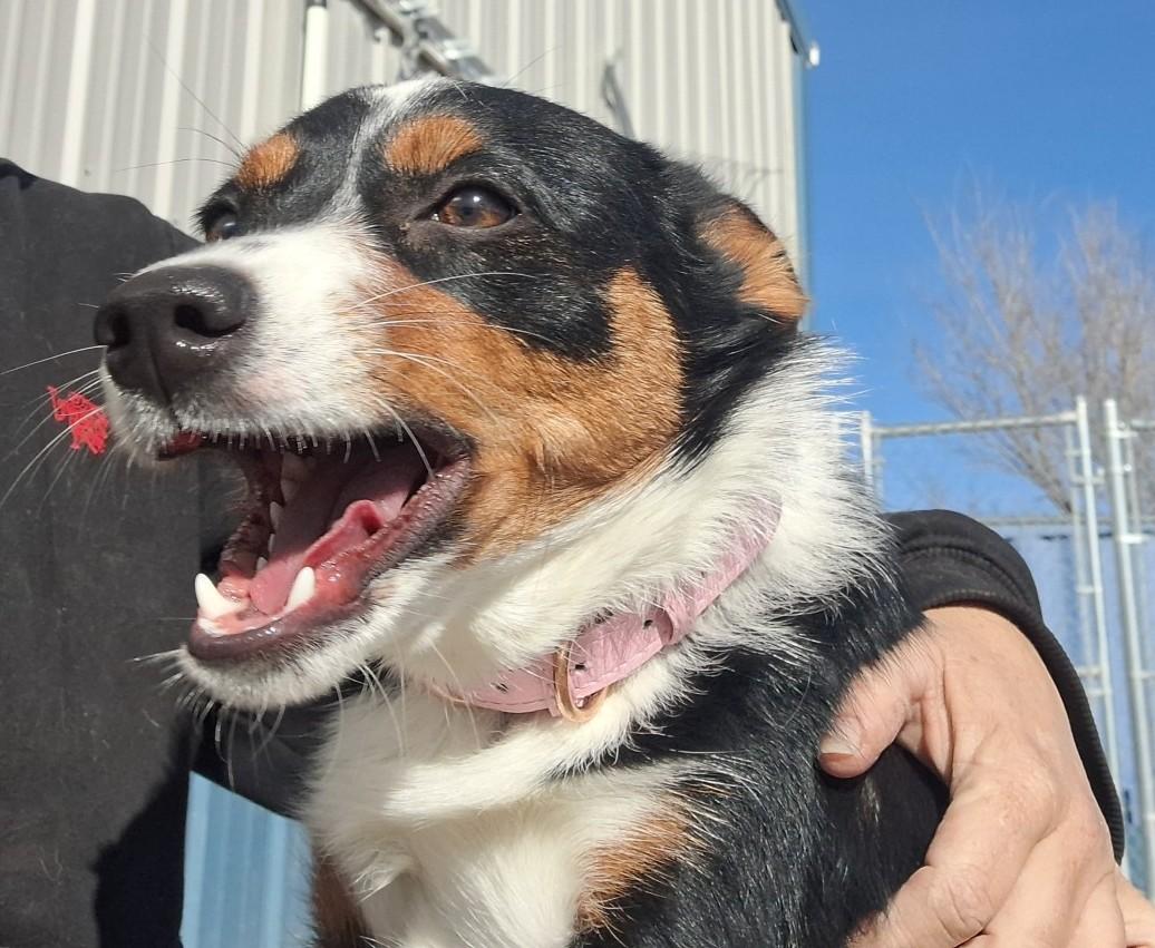 Poppy, ADOPTABLE, Young Female Corgi.
