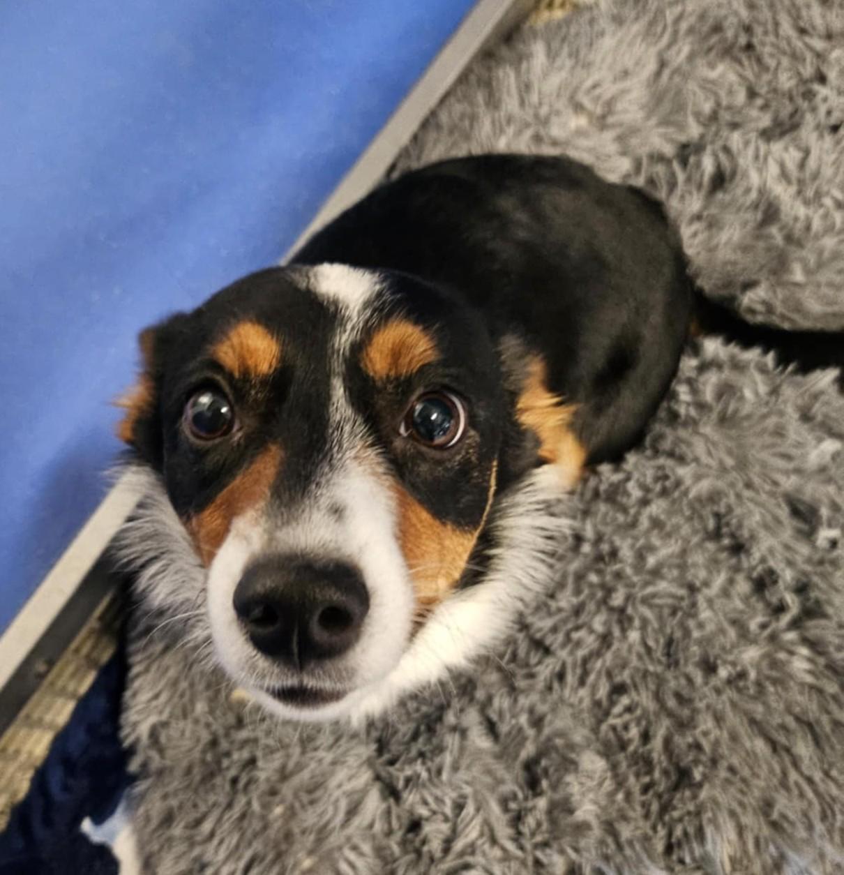 Enlarge Poppy, a ADOPTABLE mixed breed in Chappell, NE image 2/2