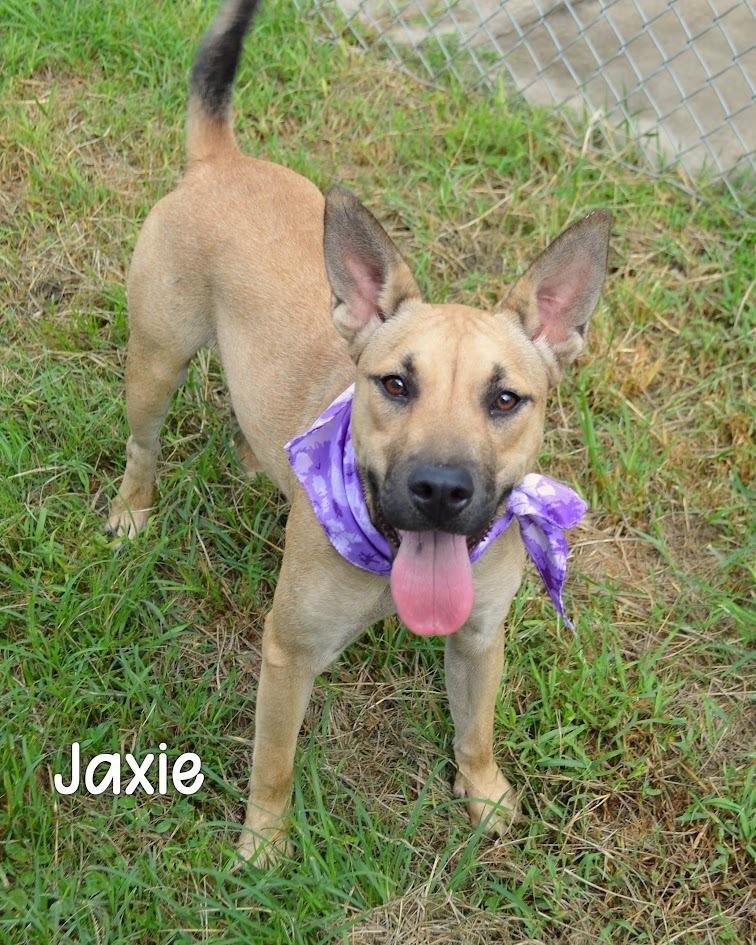Jaxie, Adoptable, Young Female Cattle Dog & Pit Bull Terrier.