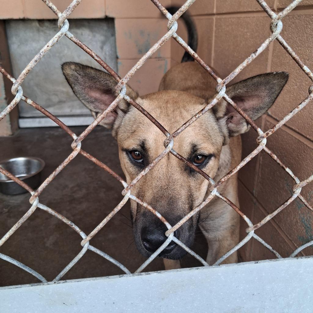 Enlarge Jaxie, a Adoptable mixed breed in Gautier, MS image 2/3